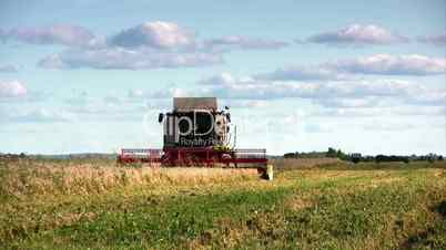 Combine harvesting wheat