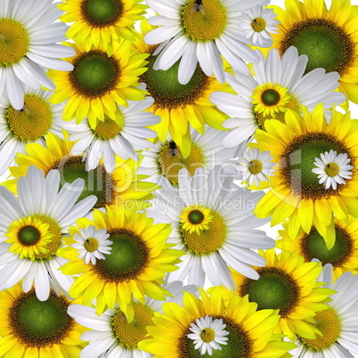 Margeriten und Sonnenblumen
