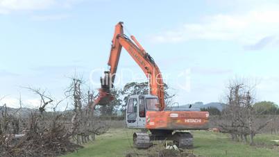 Time lapse of apple trees being removed
