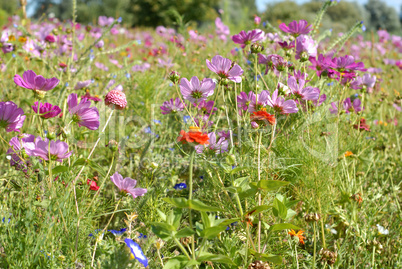 Blumenwiese