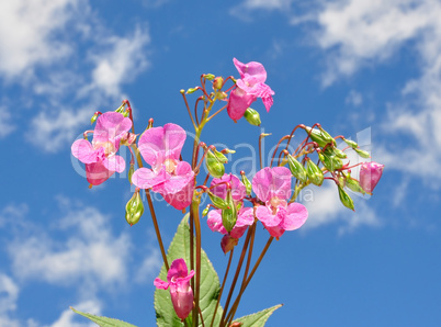 Indisches Springkraut (Impatiens glandulifera)