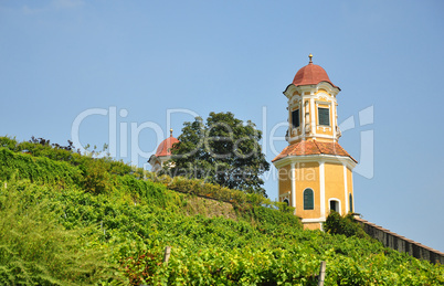 Weinberg am Schloss Stainz, Steiermark, Österreich