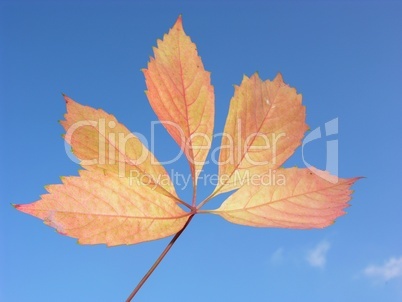 Herbstlaub vor blauem Himmel