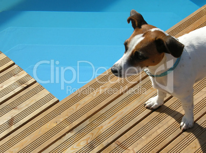 Hund entspannt sich am Pool
