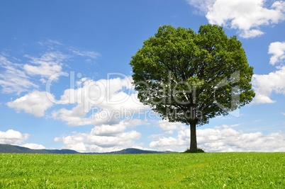 Einzelner Baum
