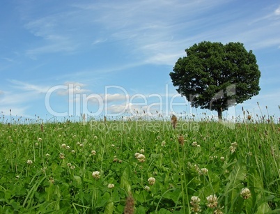 Landschaft mit Baum