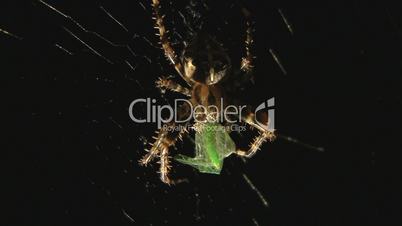 Spinne frisst Falter