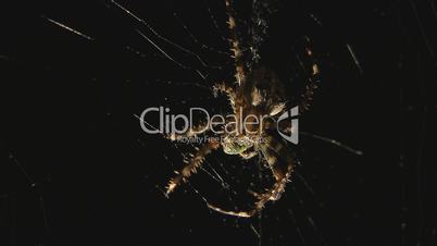 Spinne frisst Falter