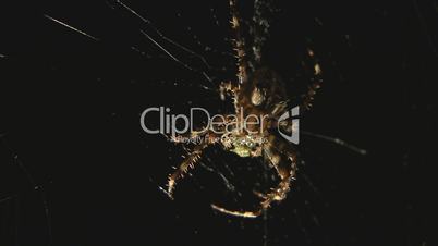 Spinne beim Fressen