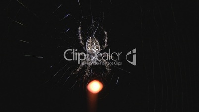 Spinnennetz vor Straßenlampe