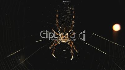 Spinne im Spinnennetz