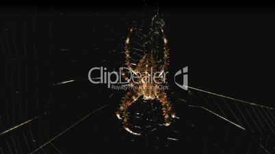 Spinne krabbelt über Netz