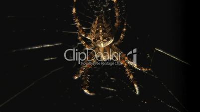 Spinne krabbelt über Netz