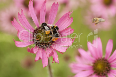 Rosa Blüten mit Insekten