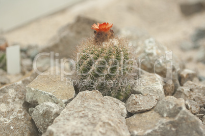 Kaktus mit roter Blüte