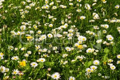 Gänseblümchenwiese, meadow with daisies