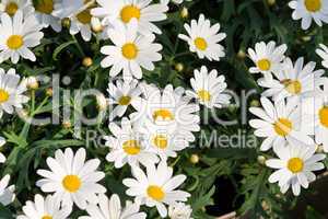 Margerite, Leucanthemum, oxeye daisy