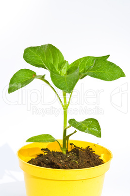Paprikapflanze, capsicum