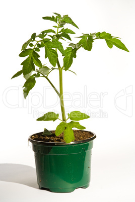 Tomatenpflanze, tomato plant