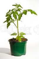 Tomatenpflanze, tomato plant