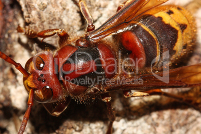 Hornisse auf Eichenrinde, Vespa crabro