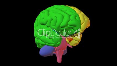 illustrated human brain
