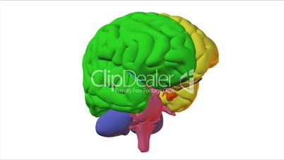 illustrated human brain