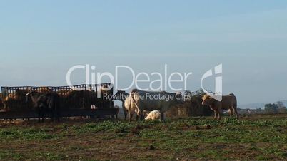 Cows eating hay in manger on farm