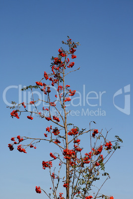 Reife Vogelbeeren