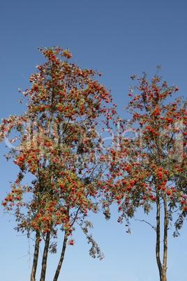 Reife Vogelbeeren