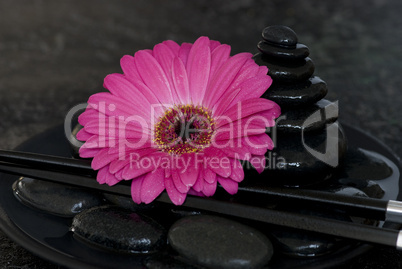 Gerbera pin k