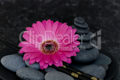 Gerbera pin k