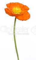 Mohn