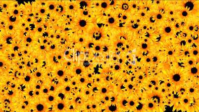Sunflowers all over