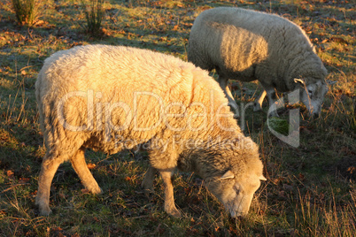 Schafe auf Weide im Winter