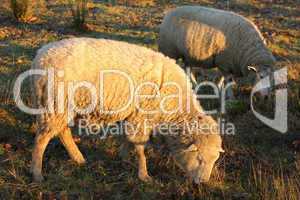 Schafe auf Weide im Winter