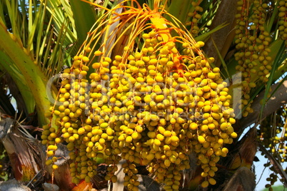 palm tree fruits