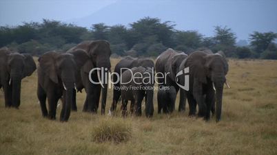 Elefantenherde in Zeitlupe