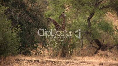 Zwei Giraffen