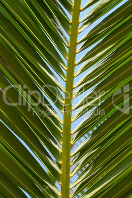 palm leaf