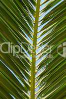 palm leaf