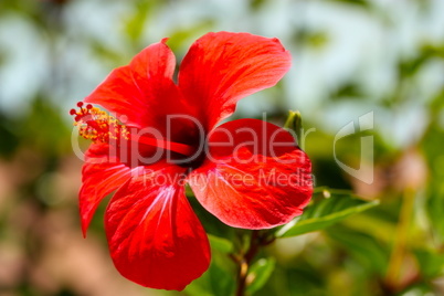 Red flower