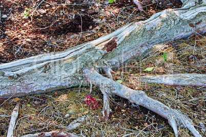 Tree roots