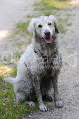 schmutziger Retriever