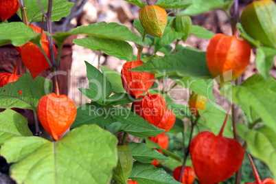 Physalis