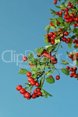 Beeren des Weißdorns