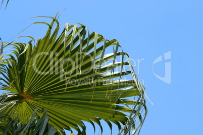 Palmtree leaves