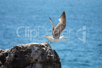Seagull about to fly off the cliff