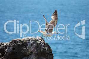 Seagull about to fly off the cliff