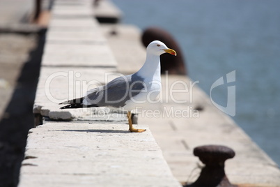The Sea gull